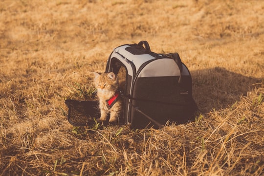 gray cat in pet carrier in Zwolle Netherlands