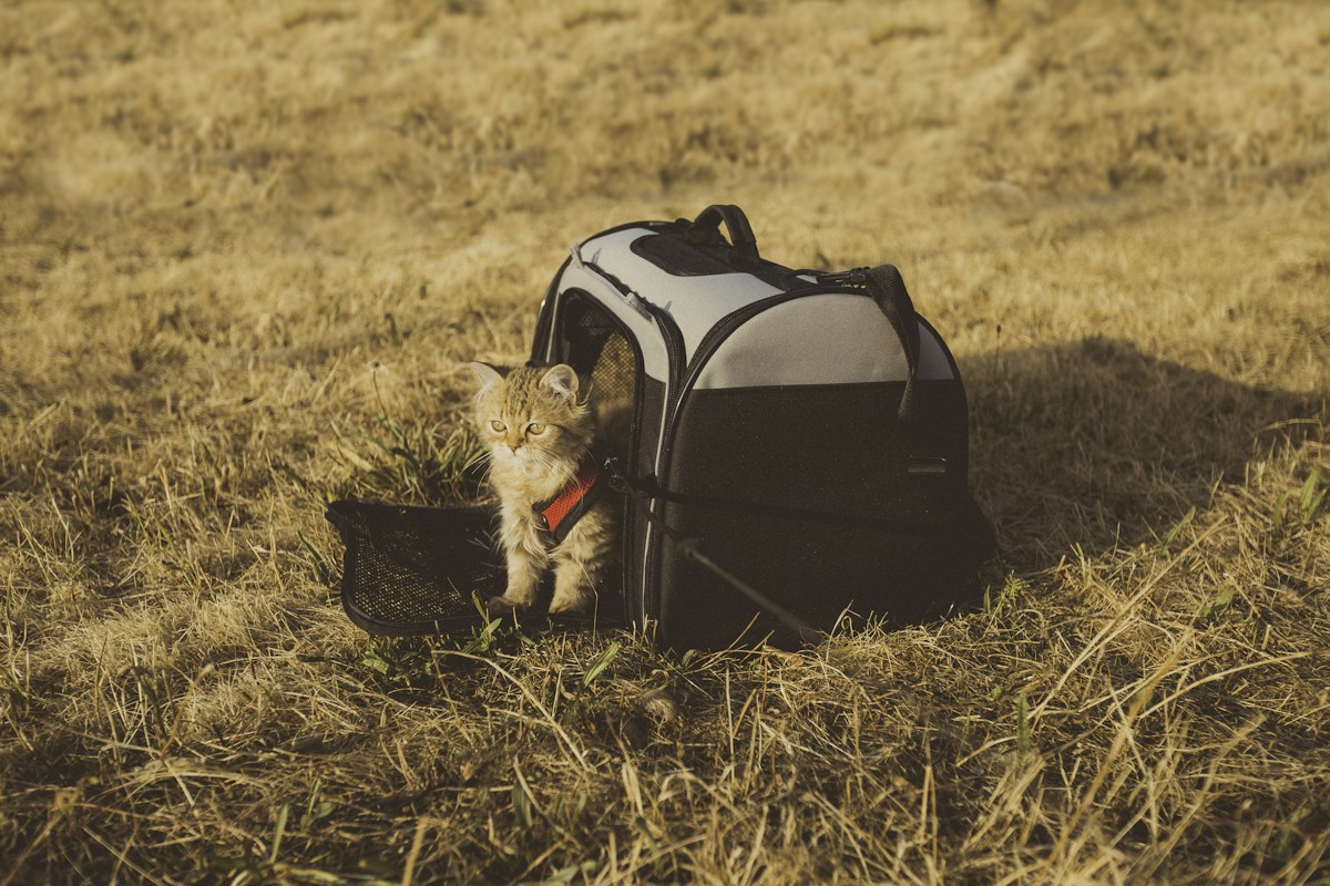 Flying Internationally with a Cat: Carrier, Documents and Arrival