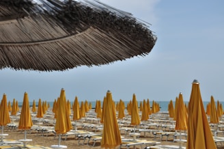 yellow beach umbrellas