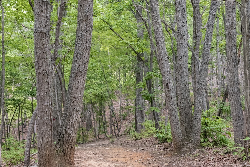 pathway between trees