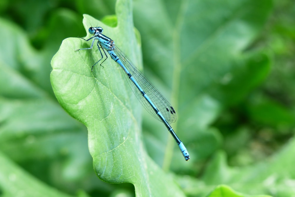 blue and black striped fly on leafg