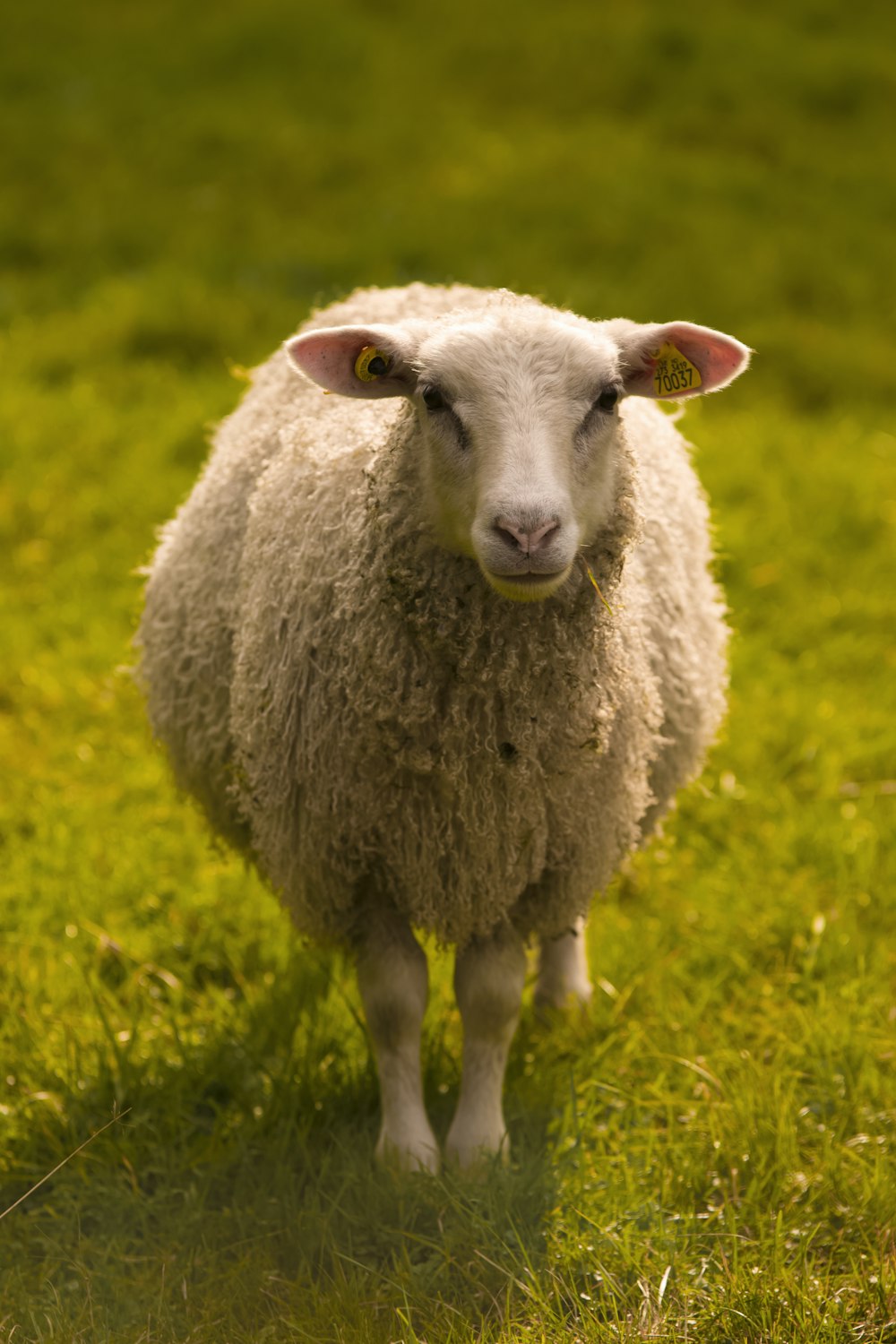 moutons sur les herbes vertes