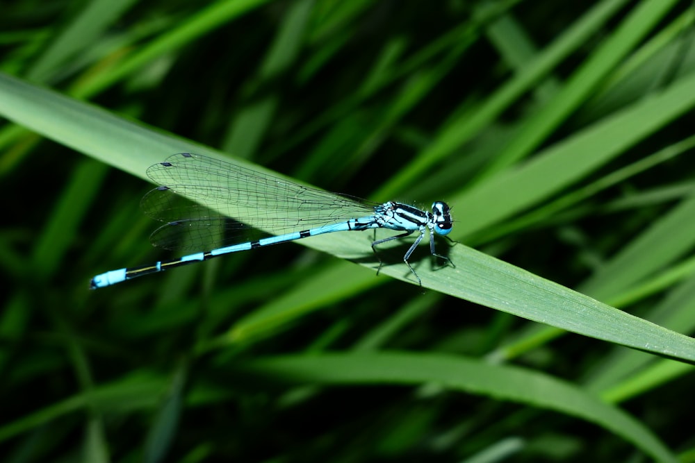 damsel fly