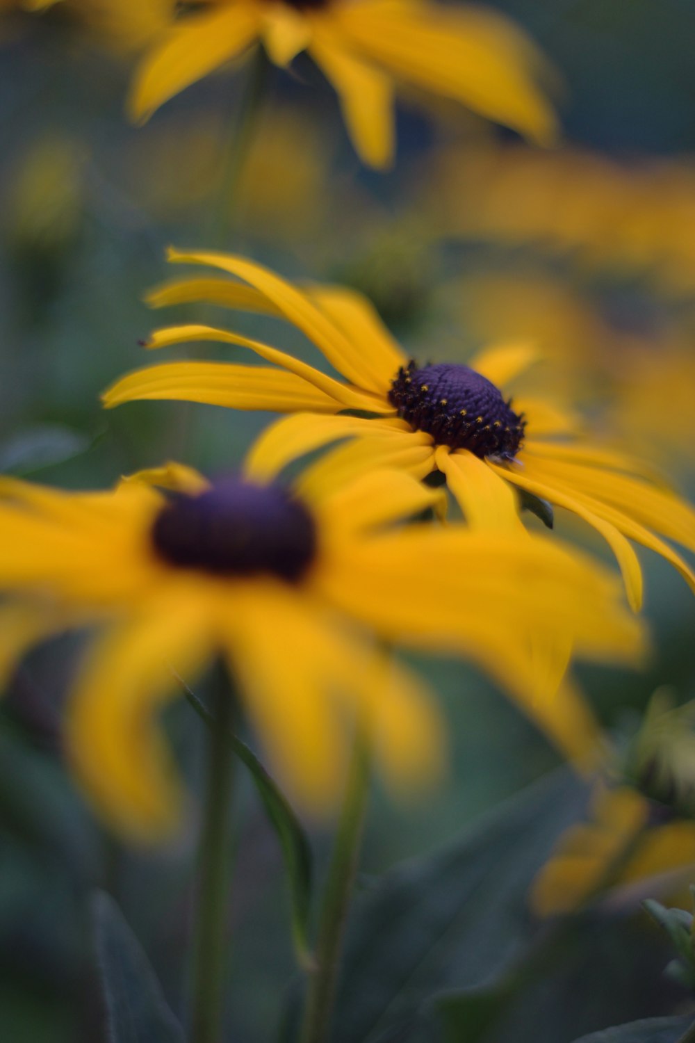 shallow focus photo of yellow flower