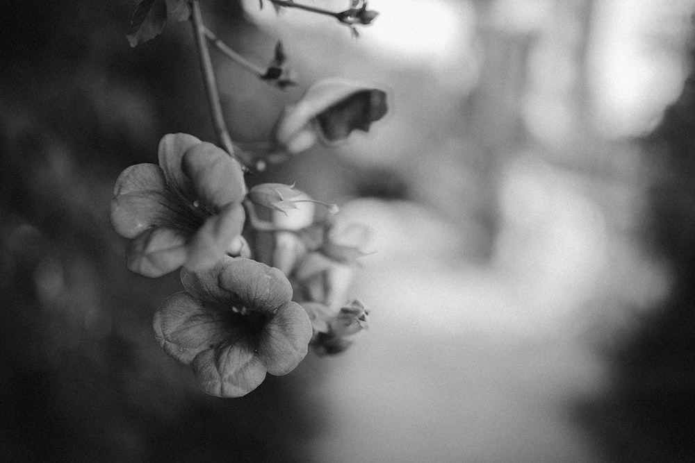gray scale photography of flower