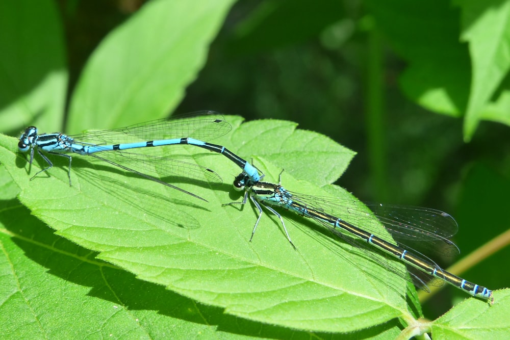 two dragonflies on green leaf