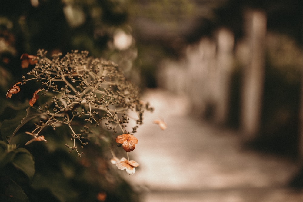 orange petaled flower selective focus photo