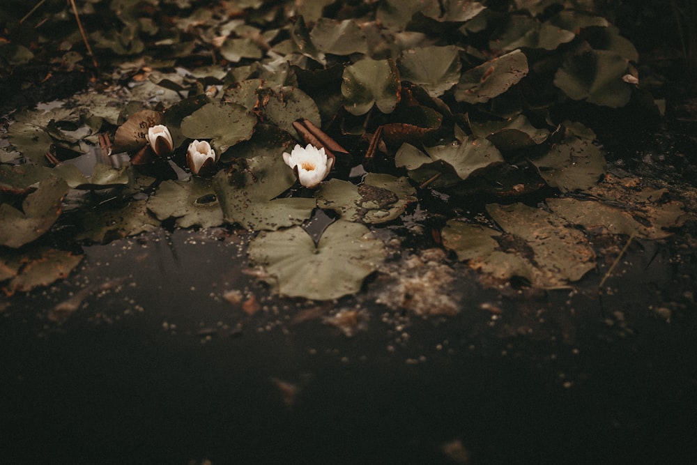 white lotus flower