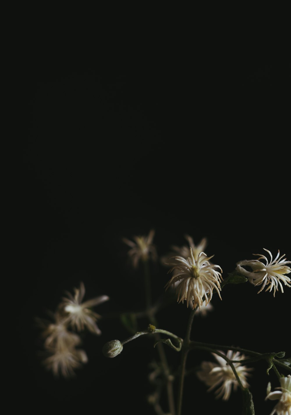 selective focus photography of white petaled flower