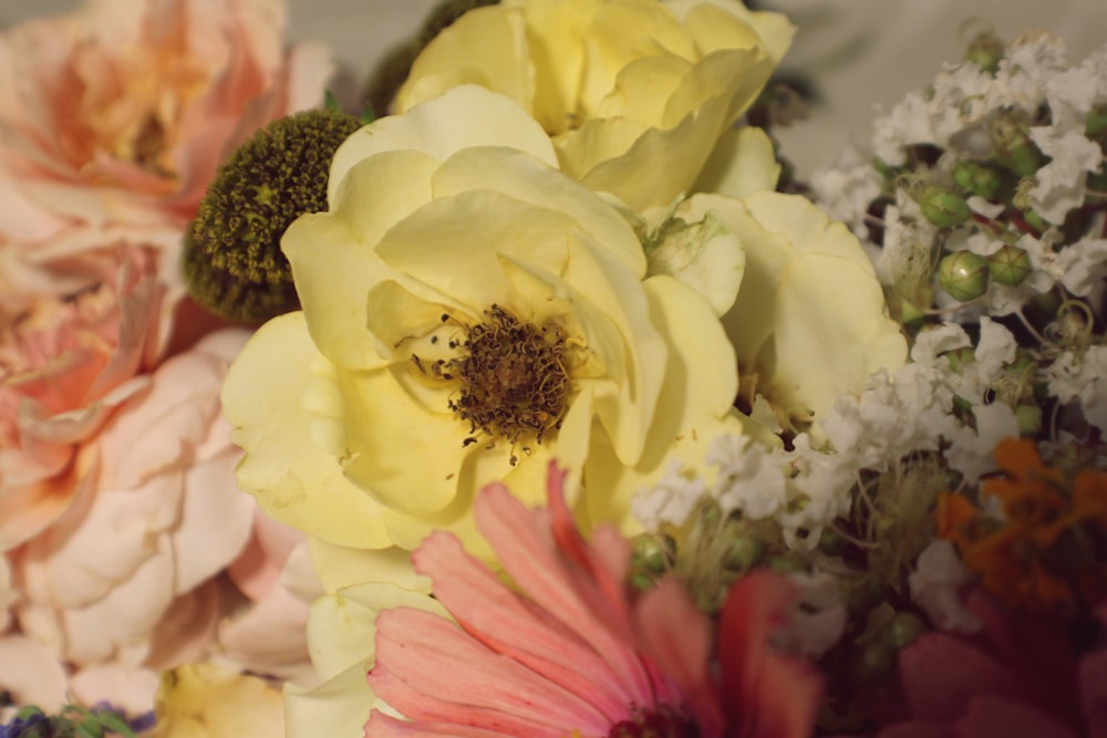 photo en gros plan de fleur à pétales jaunes