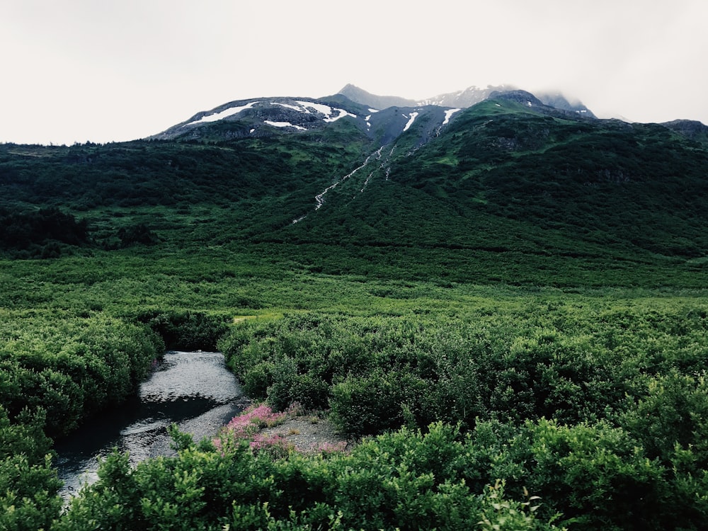 forest beside mountain