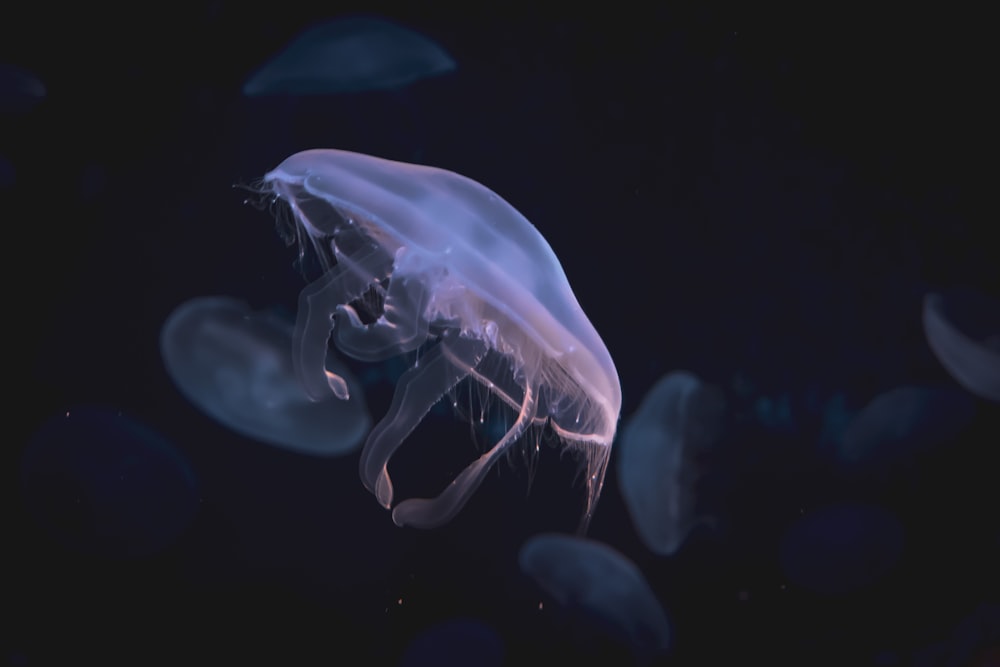 moon jellyfish digital wallpaper