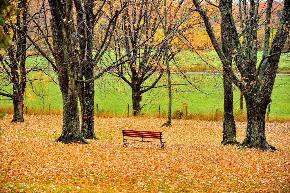 brown wooden bench between trees