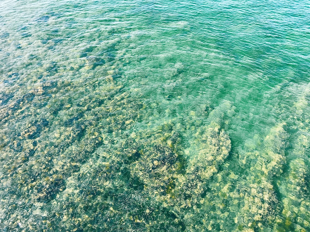 calm body of water with corals