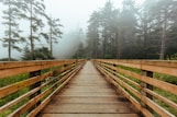 brown wooden bridge between trees