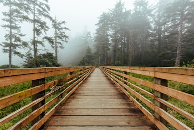 brown wooden bridge between trees