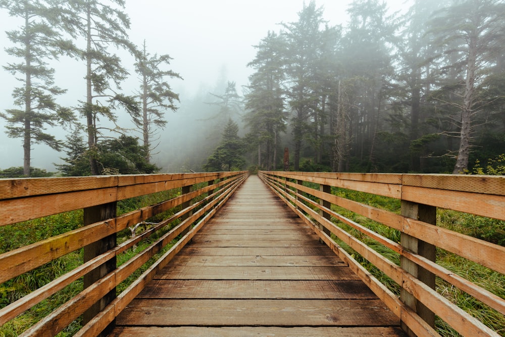 brown wooden bridge between trees