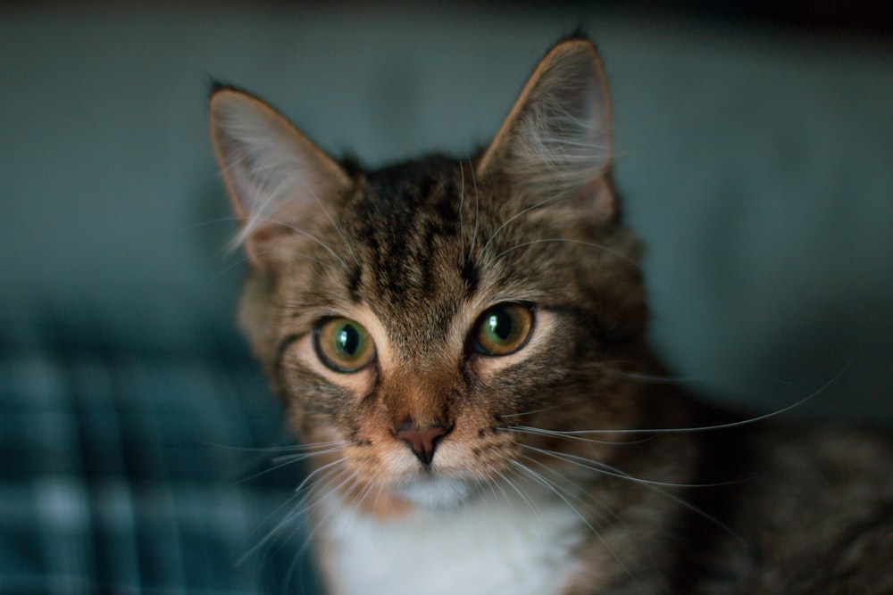 close-up photography of tabby cat