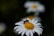 bee on daisy flower