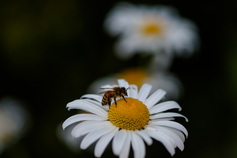 Biene auf Gänseblümchenblüte