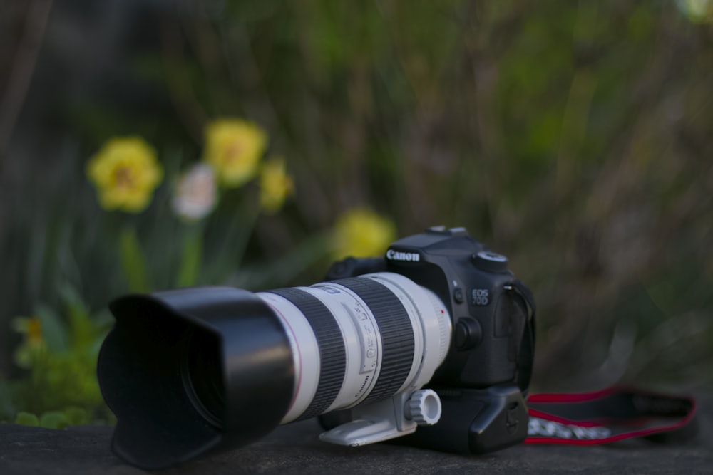 câmera Canon DSLR preta perto de flores amarelas