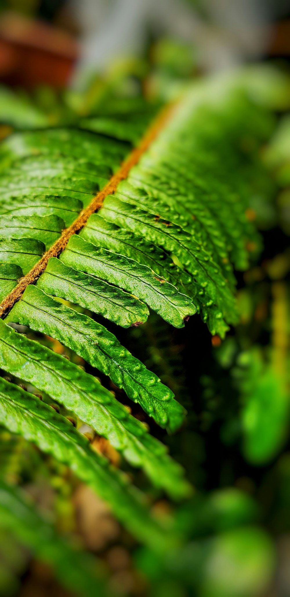 green leafed plant