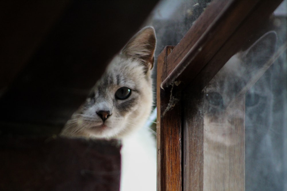 cat's reflection on clear glass wall