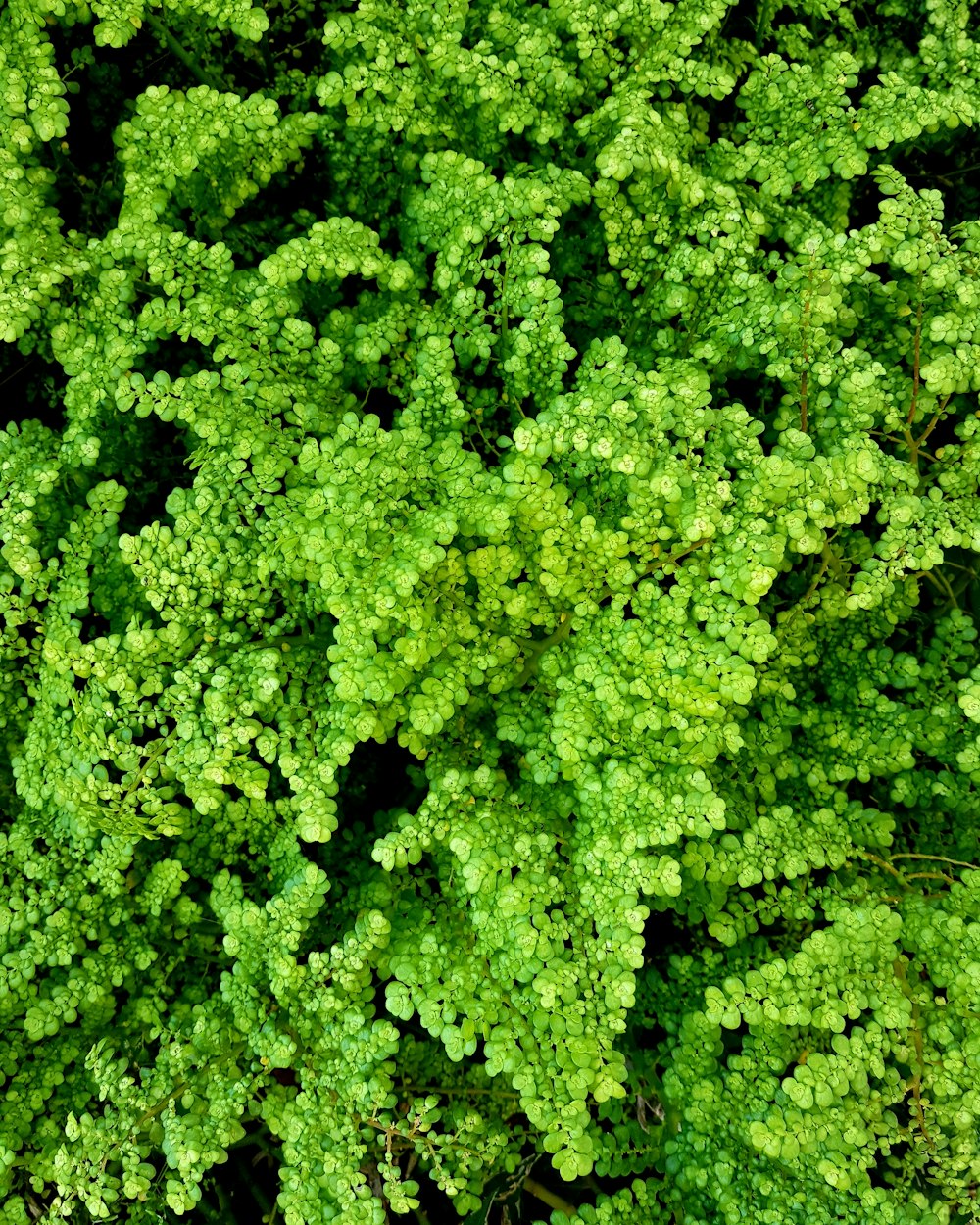 plante à feuilles vertes