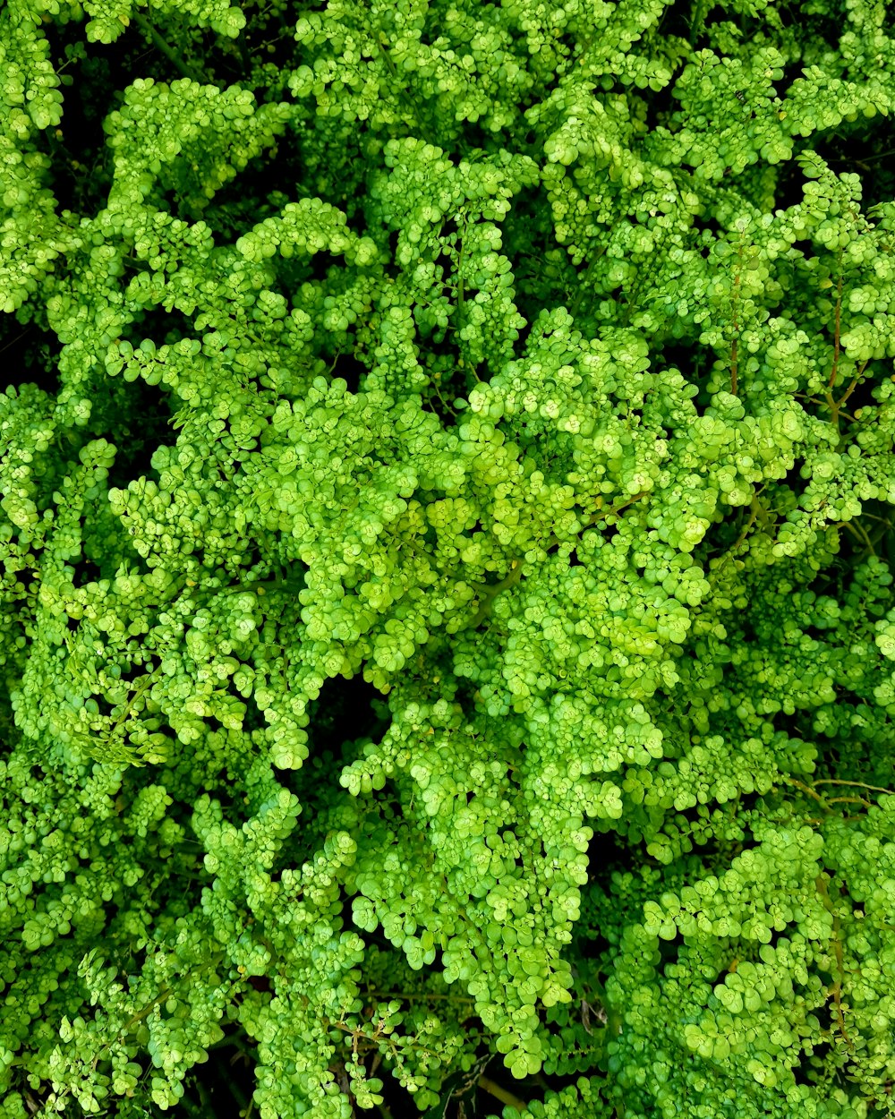 緑の葉の植物