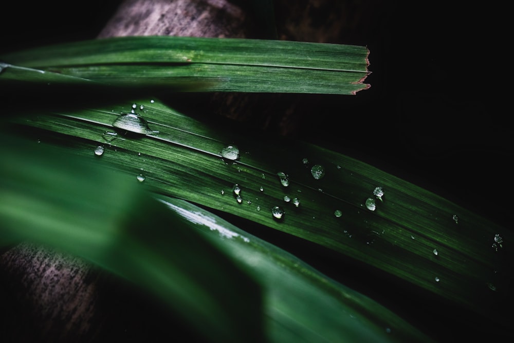 water droplets on green plant