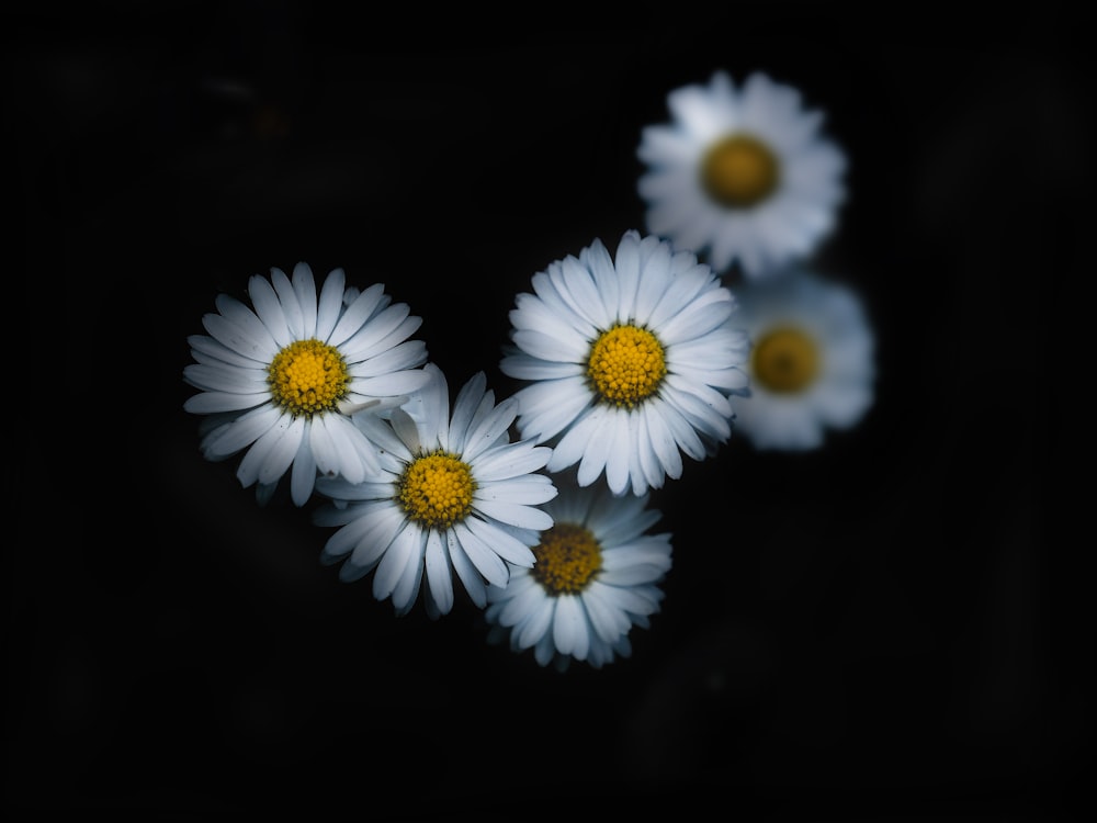 still life photography of white daisies