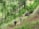 A group of hikers with backpacks and walking sticks is trekking through a lush, green forest. The forest is dense with pine trees and a mixture of grass and underbrush covering the ground on a gentle slope.