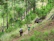 A happy family hiking with the Kuprinė x3 tactical backpack in a lush forest.