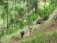A group of hikers with backpacks and walking sticks is trekking through a lush, green forest. The forest is dense with pine trees and a mixture of grass and underbrush covering the ground on a gentle slope.