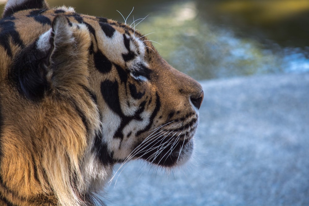 brown tiger close-up photo