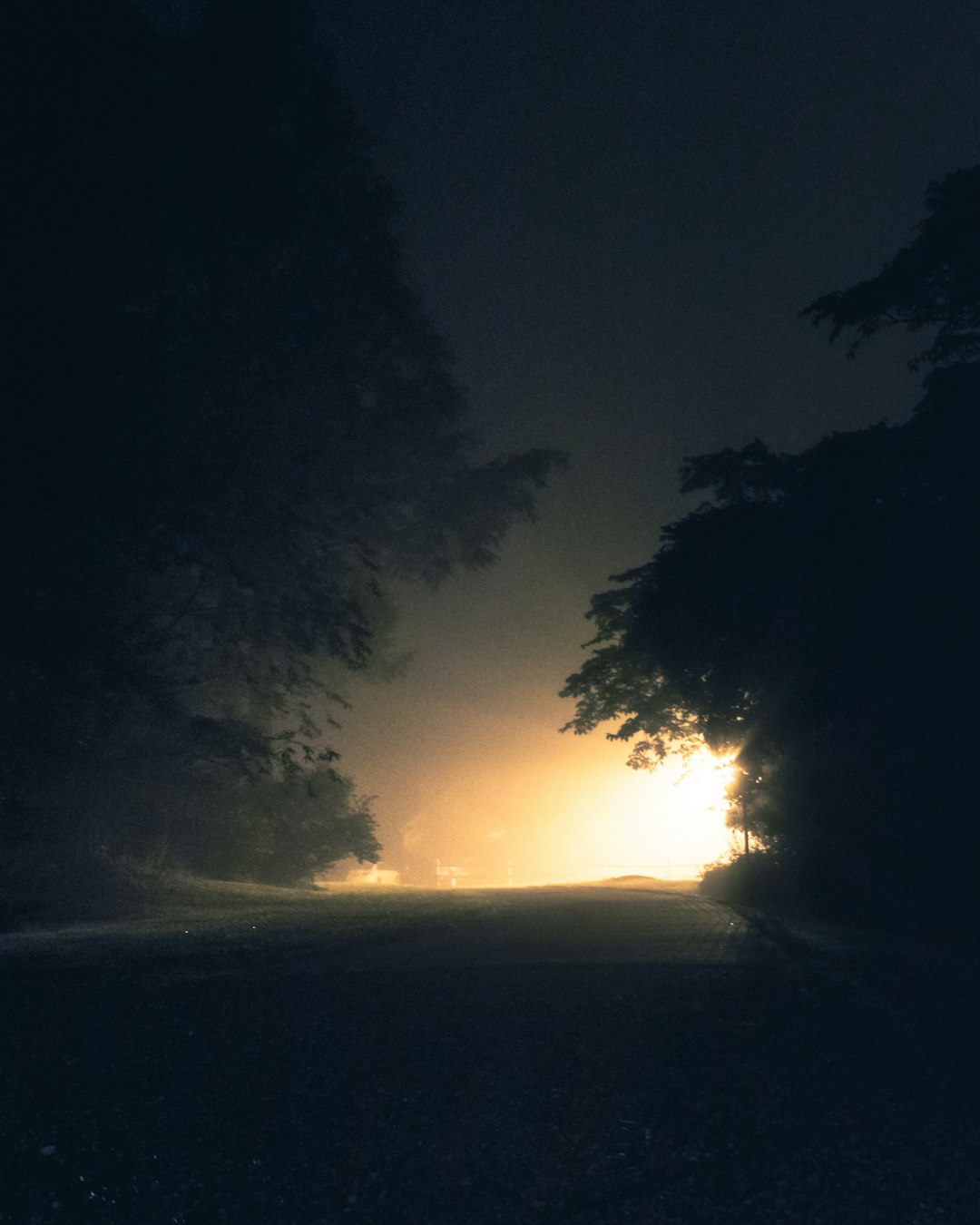 light between trees
