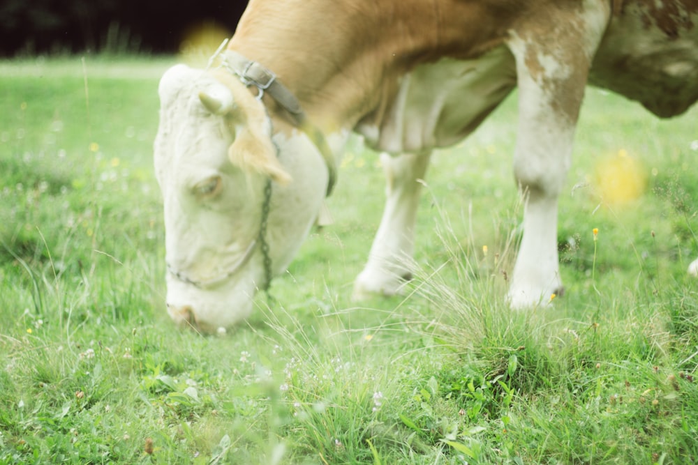 white and brown goat eating grasses