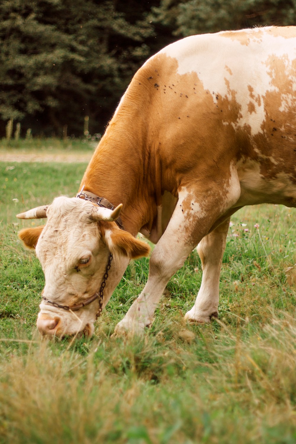 vaca marrón y blanca comiendo hierba