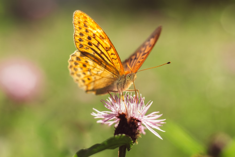 flor polinizadora de mariposa naranja