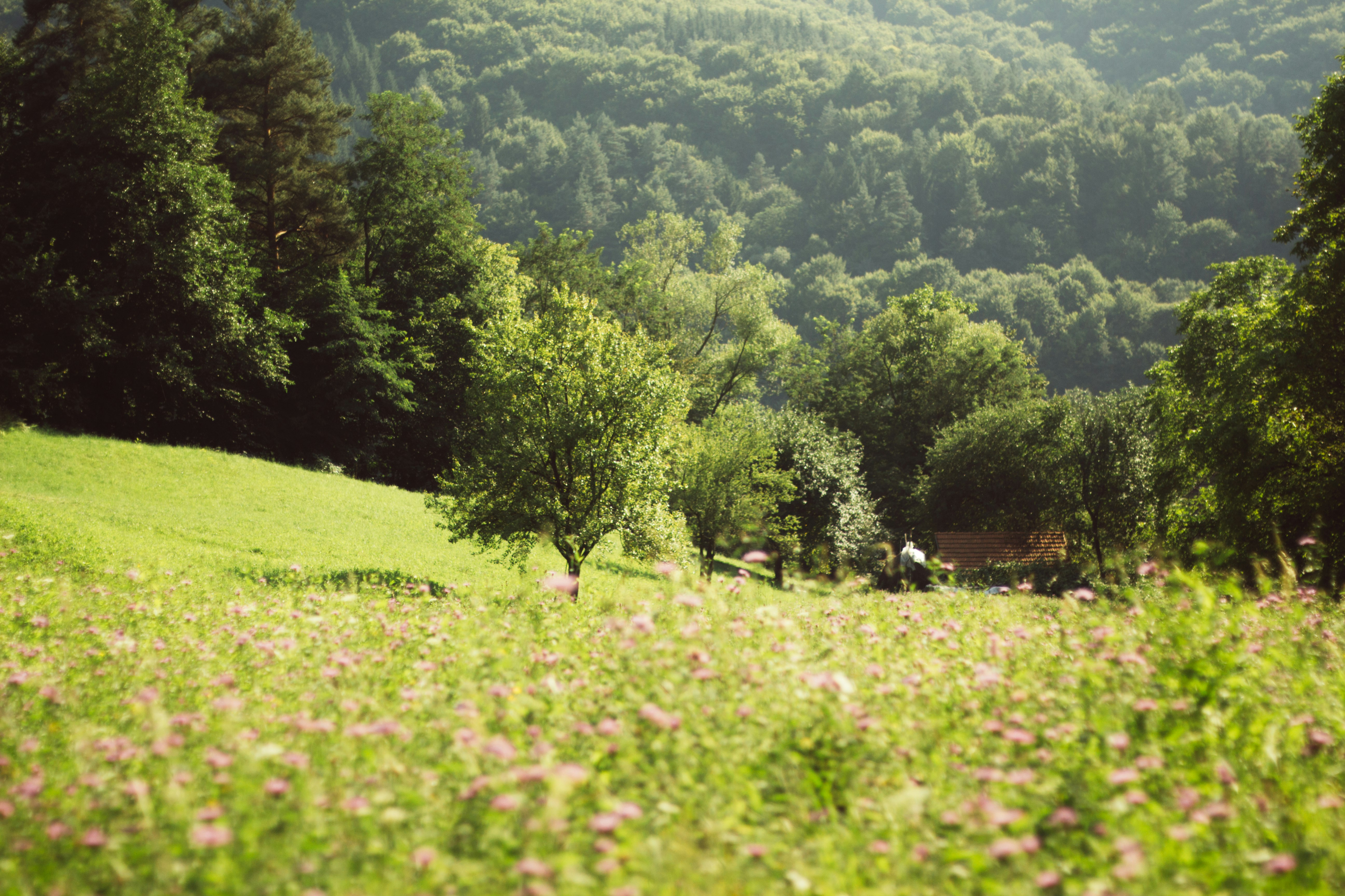 green trees and pink flowers field