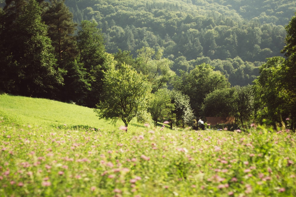 green trees and pink flowers field