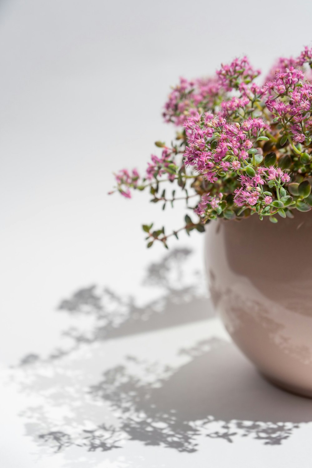 pink flowers in gray ceramic vase