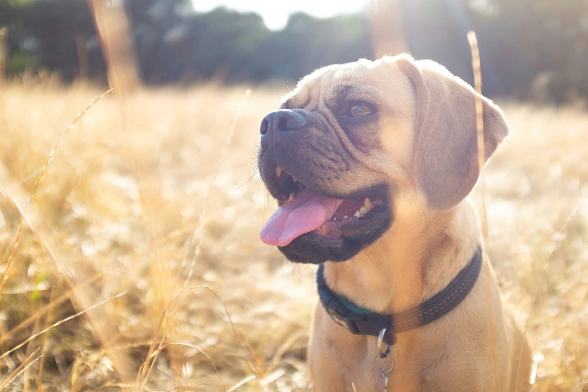 The weather has been so dry recently that the fields are totally burnt. Our dog, Mango, is well camouflaged in the grass. She has such an expressive face and she’s never happier than she is sniffing around the fields.