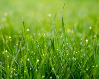 close photo of green grass