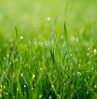 close photo of green grass