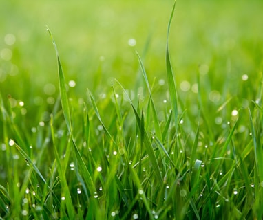 close photo of green grass