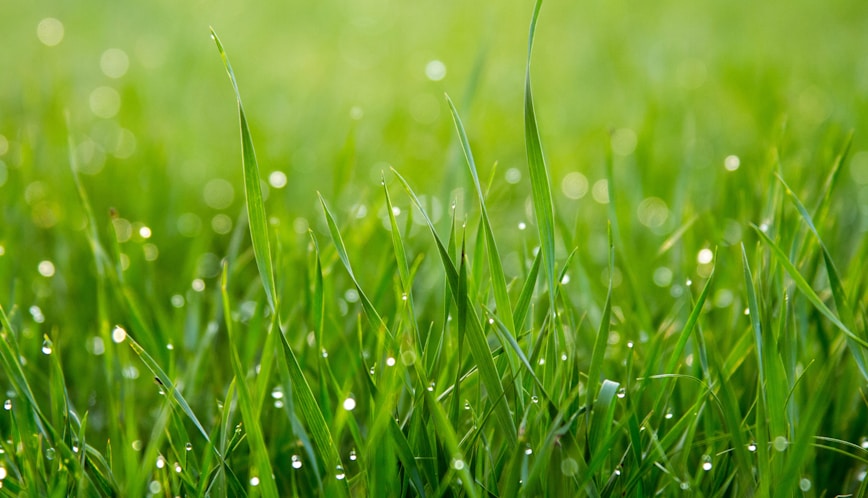 close photo of green grass