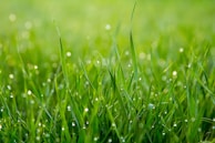 Grass Stain Cleaner