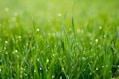 Grass Stain Cleaner
