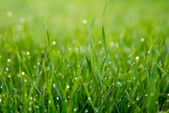 Green grass